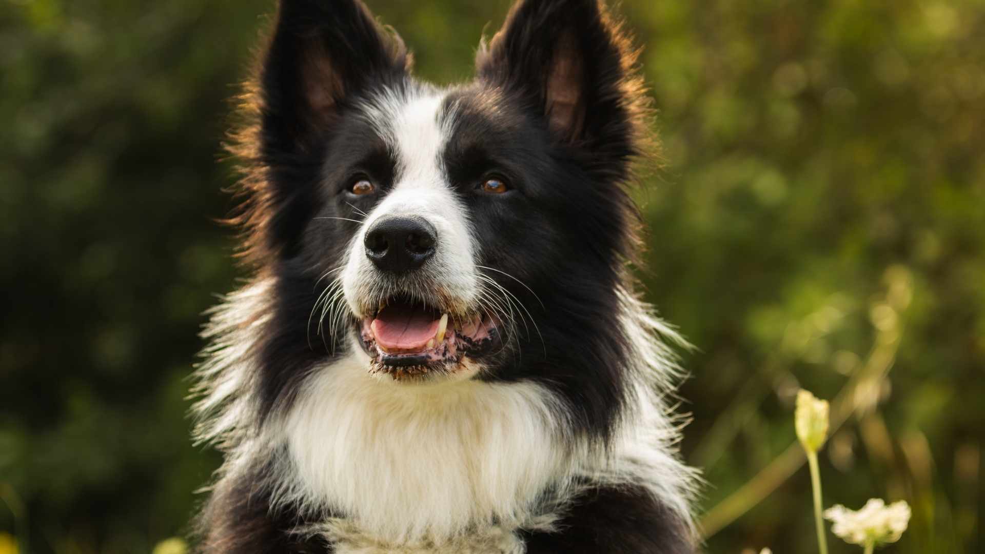 perro border Collie negro